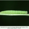 hyponephele lycaon ossetia larva l3 1
